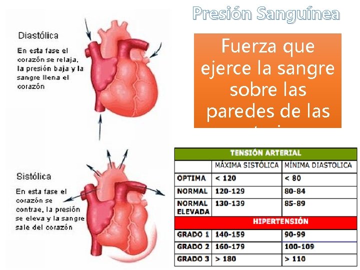 Presión Sanguínea Fuerza que ejerce la sangre sobre las paredes de las arterias 