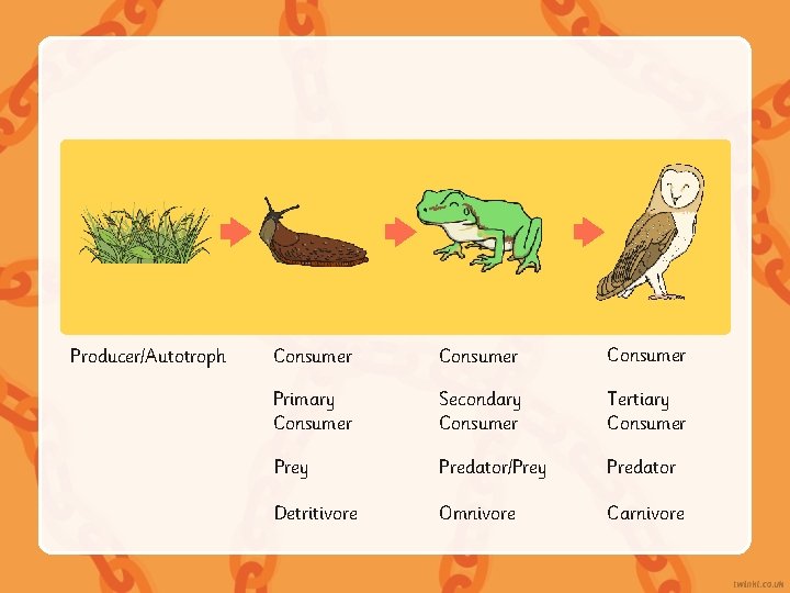 Producer/Autotroph Consumer Primary Consumer Secondary Consumer Tertiary Consumer Prey Predator/Prey Predator Detritivore Omnivore Carnivore Producer/Autotroph Consumer Primary Consumer Secondary Consumer Tertiary Consumer Prey Predator/Prey Predator Detritivore Omnivore Carnivore