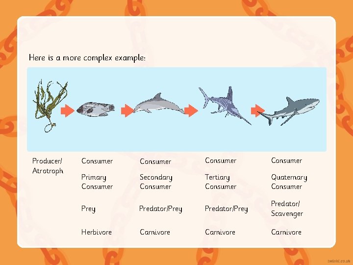 Here is a more complex example: Producer/ Atrotroph Consumer Primary Consumer Secondary Consumer Tertiary Here is a more complex example: Producer/ Atrotroph Consumer Primary Consumer Secondary Consumer Tertiary