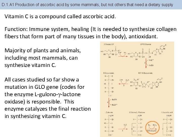 D. 1. A 1 Production of ascorbic acid by some mammals, but not others