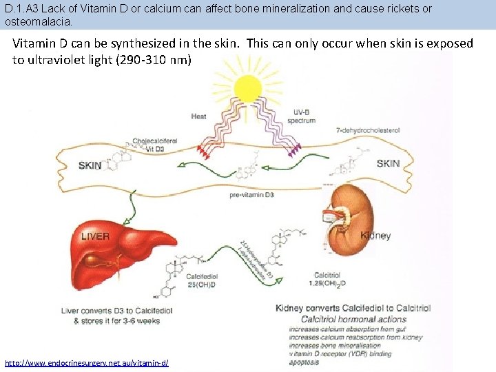 D. 1. A 3 Lack of Vitamin D or calcium can affect bone mineralization