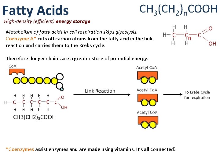 Fatty Acids CH 3(CH 2)n. COOH High-density (efficient) energy storage Metabolism of fatty acids