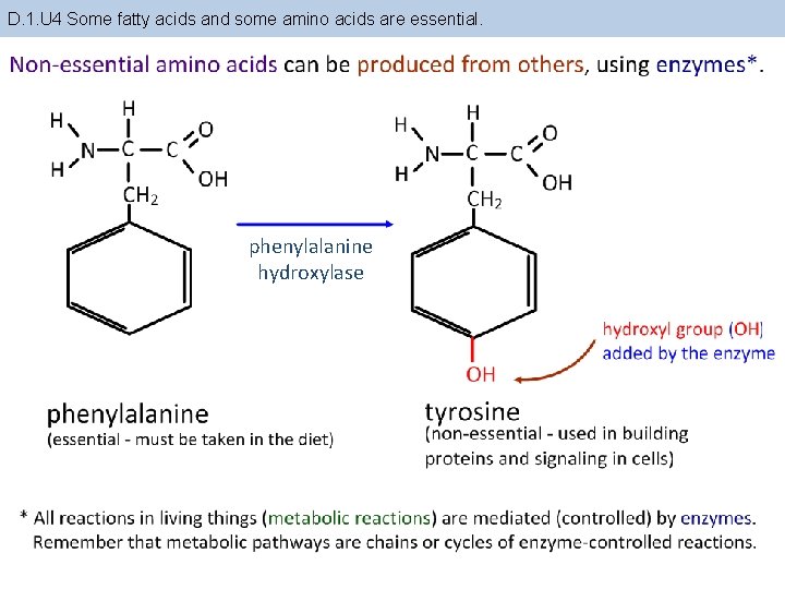 D. 1. U 4 Some fatty acids and some amino acids are essential. phenylalanine