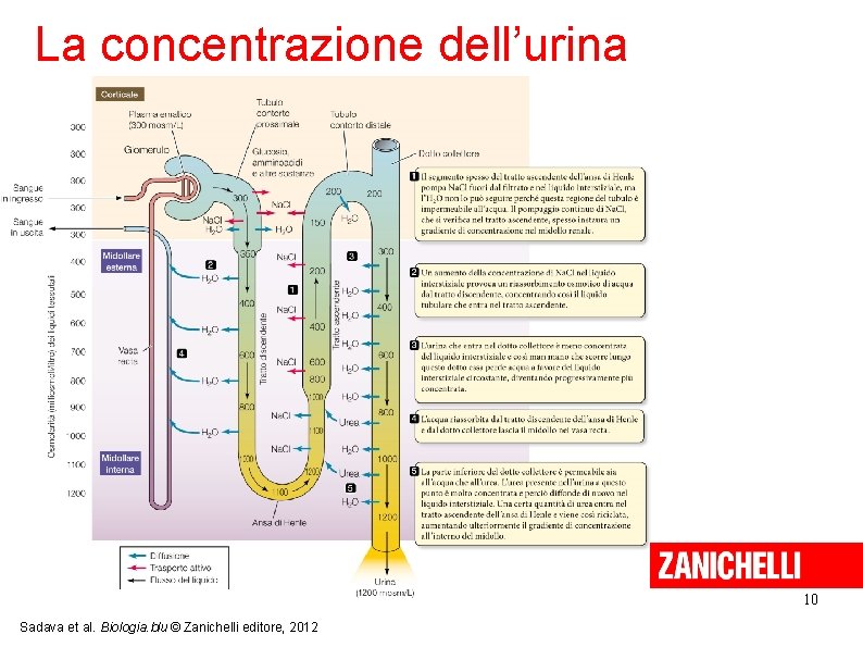 La concentrazione dell’urina 10 Sadava et al. Biologia. blu © Zanichelli editore, 2012 