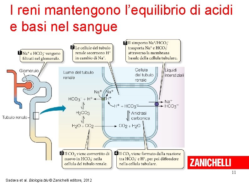 I reni mantengono l’equilibrio di acidi e basi nel sangue 11 Sadava et al.