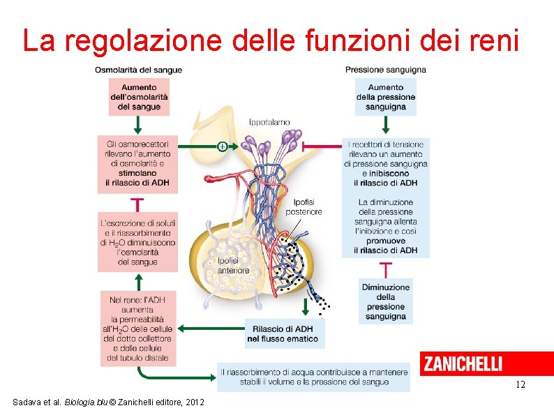 La regolazione delle funzioni dei reni 12 Sadava et al. Biologia. blu © Zanichelli