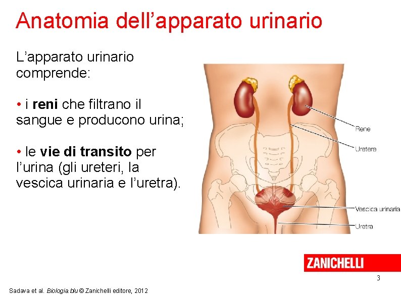 Anatomia dell’apparato urinario L’apparato urinario comprende: • i reni che filtrano il sangue e