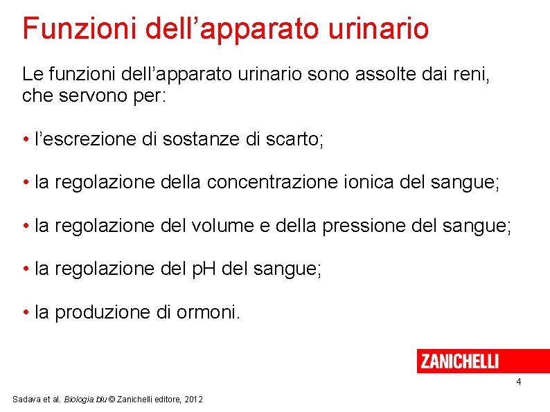 Funzioni dell’apparato urinario Le funzioni dell’apparato urinario sono assolte dai reni, che servono per: