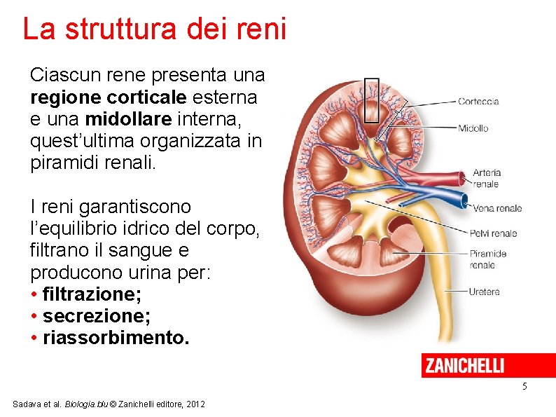 La struttura dei reni Ciascun rene presenta una regione corticale esterna e una midollare