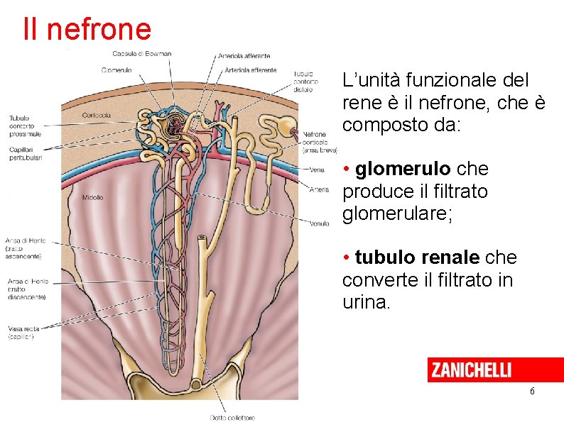 Il nefrone L’unità funzionale del rene è il nefrone, che è composto da: •