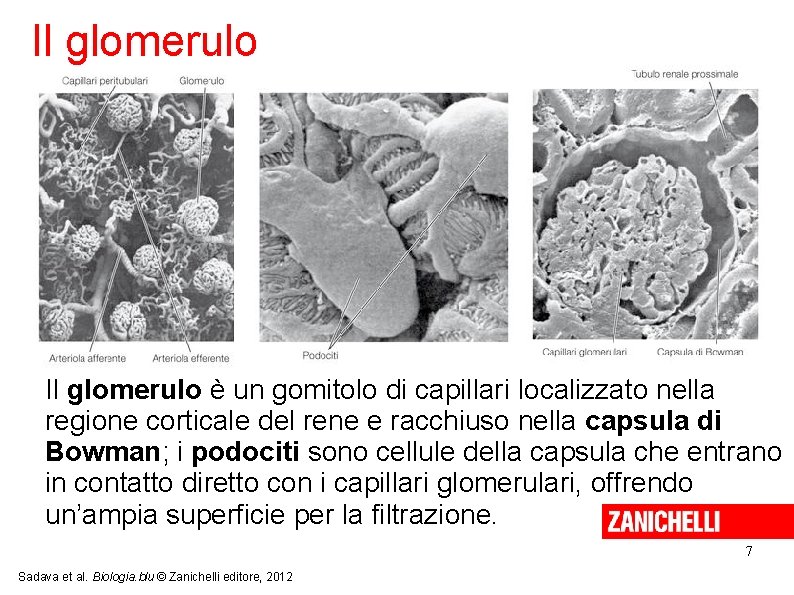 Il glomerulo è un gomitolo di capillari localizzato nella regione corticale del rene e