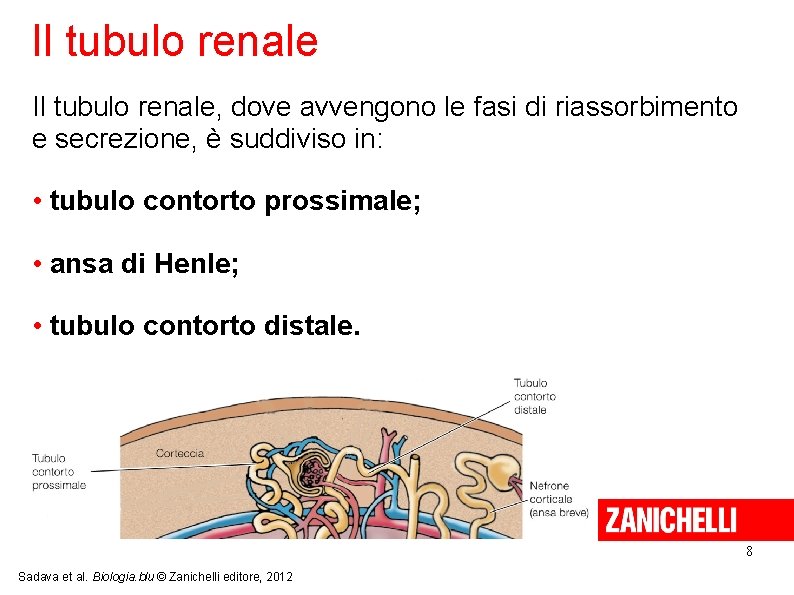 Il tubulo renale, dove avvengono le fasi di riassorbimento e secrezione, è suddiviso in: