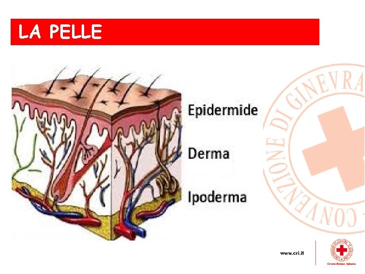 LA la pelle PELLE 