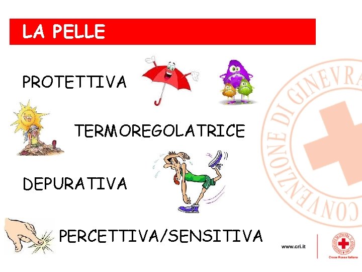 la. LA pelle - funzioni PELLE PROTETTIVA TERMOREGOLATRICE DEPURATIVA PERCETTIVA/SENSITIVA 