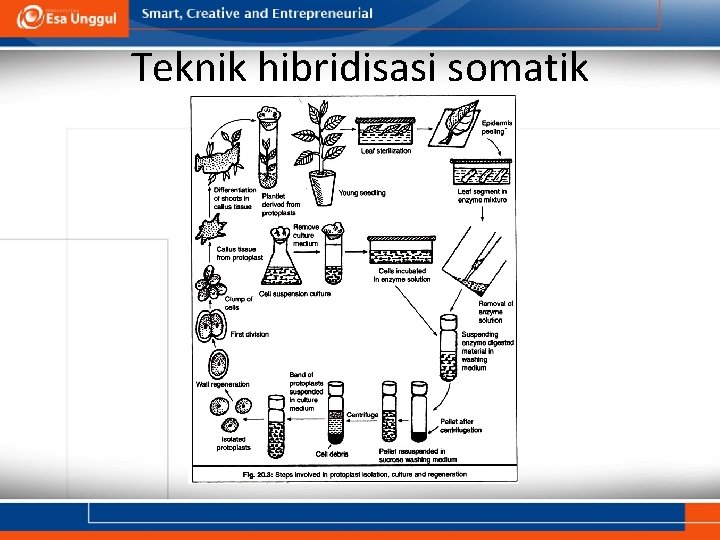 Teknik hibridisasi somatik 