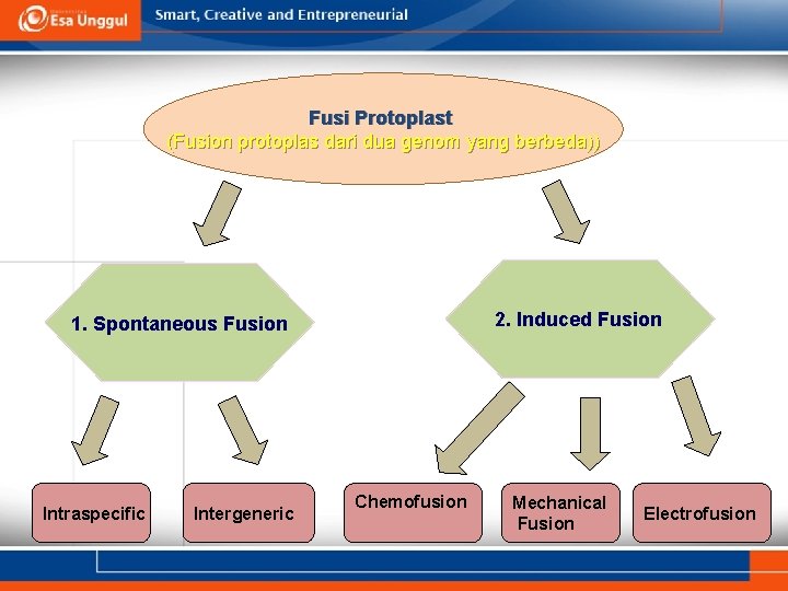 Fusi Protoplast (Fusion protoplas dari dua genom yang berbeda)) 2. Induced Fusion 1. Spontaneous