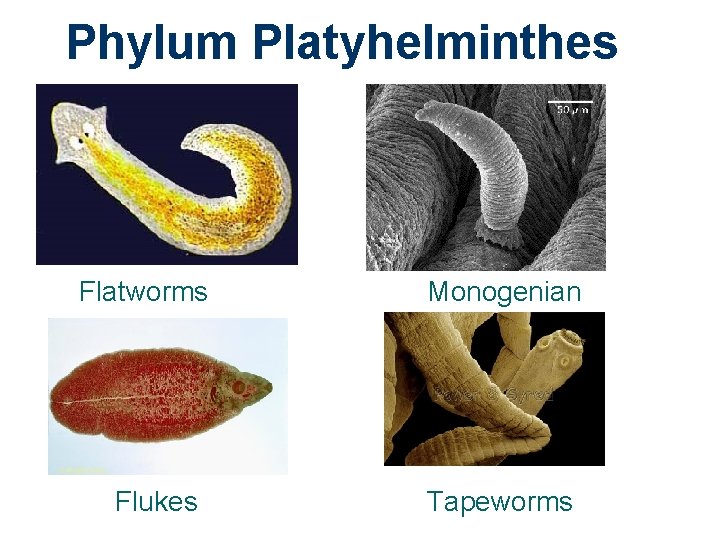 Phylum Platyhelminthes Flatworms 1 Flukes Monogenian Tapeworms 