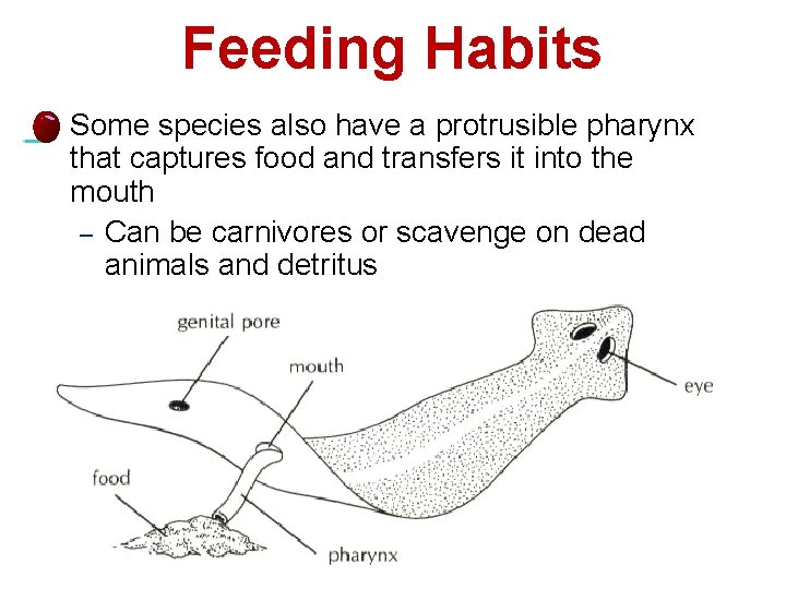 Feeding Habits l 10 Some species also have a protrusible pharynx that captures food