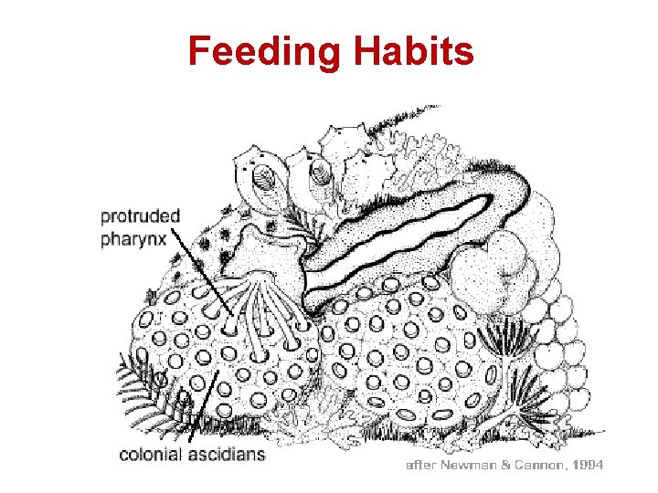 Feeding Habits 