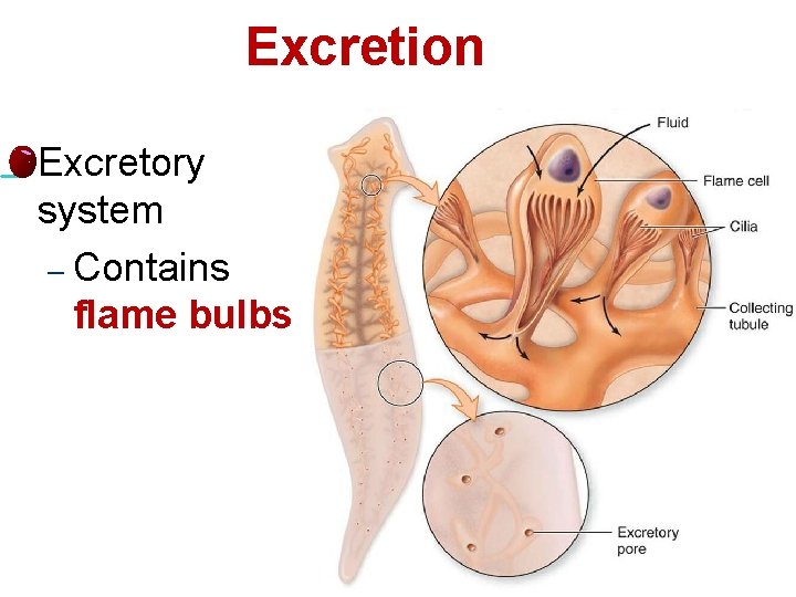 Excretion l Excretory system – Contains flame bulbs 12 