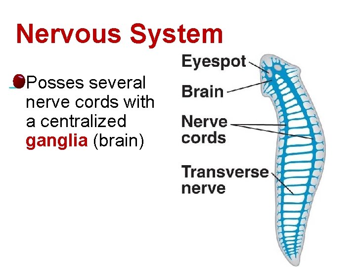 Nervous System l Posses several nerve cords with a centralized ganglia (brain) 