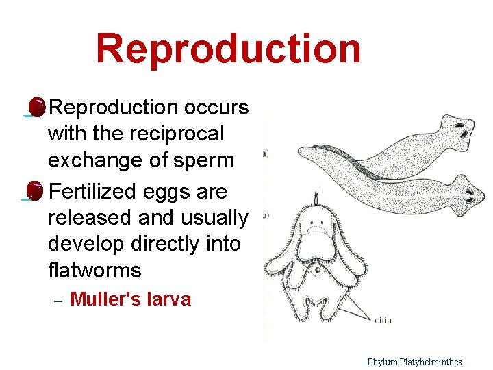 Reproduction occurs with the reciprocal exchange of sperm l Fertilized eggs are released and