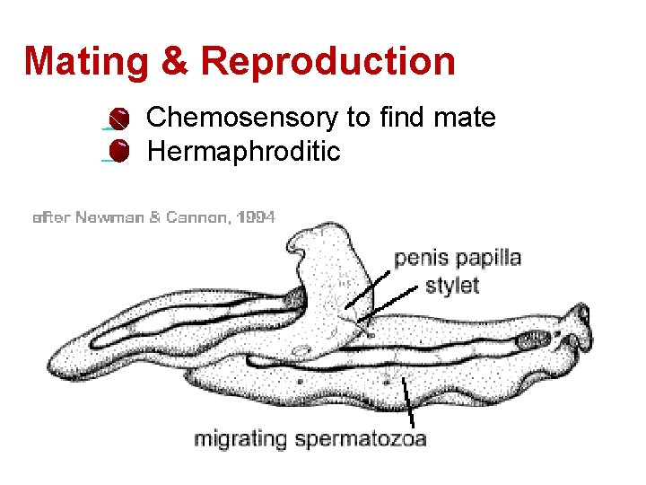Mating & Reproduction • Chemosensory to find mate • Hermaphroditic 