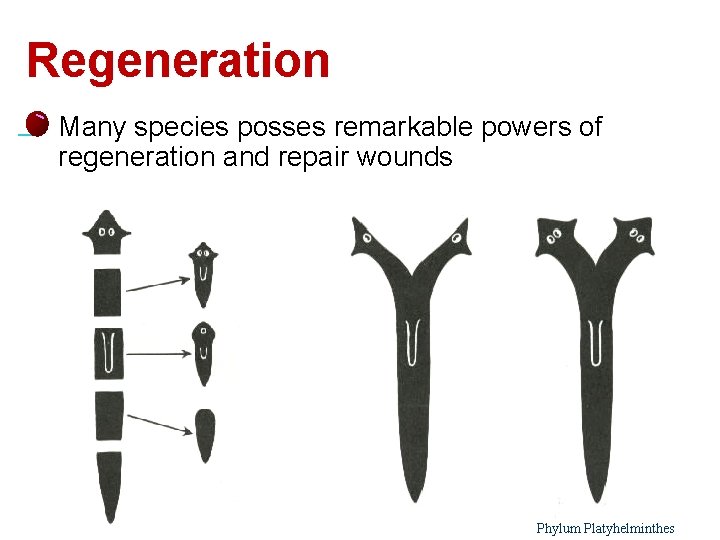 Regeneration l 16 Many species posses remarkable powers of regeneration and repair wounds Phylum