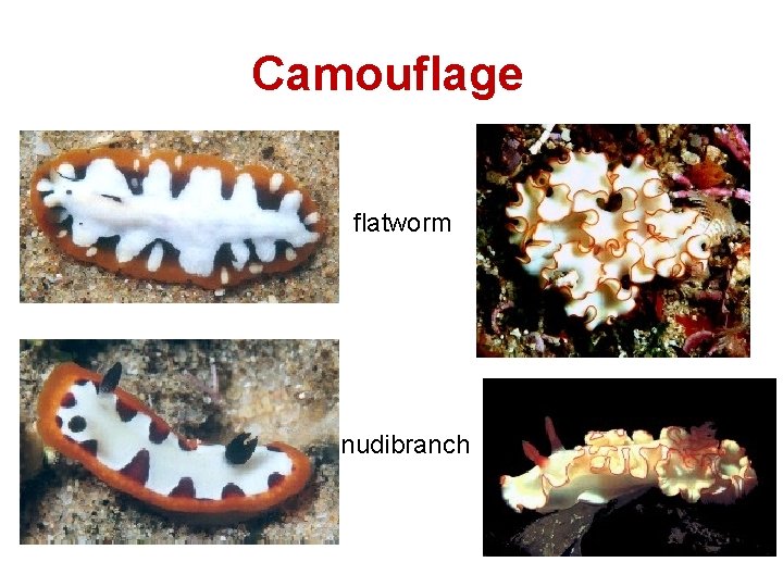 Camouflage flatworm nudibranch 