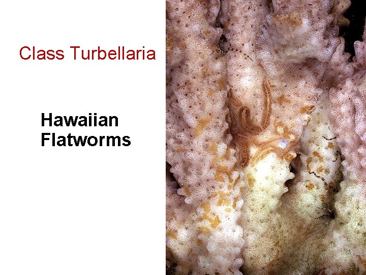 Class Turbellaria Hawaiian Flatworms 