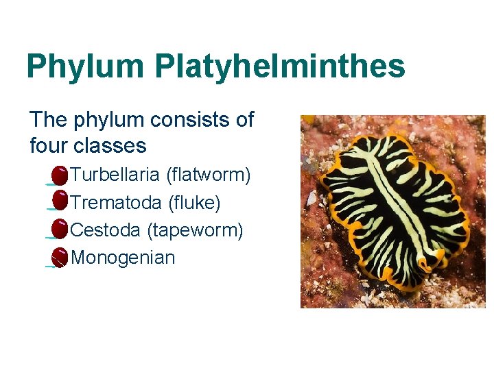 Phylum Platyhelminthes The phylum consists of four classes – – 2 Turbellaria (flatworm) Trematoda