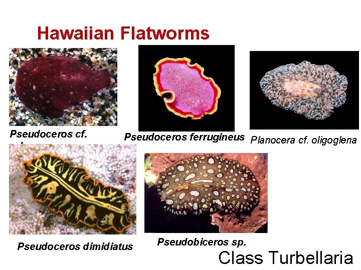 Hawaiian Flatworms Pseudoceros cf. rubroanus Pseudoceros ferrugineus Planocera cf. oligoglena Pseudoceros dimidiatus Pseudobiceros sp.