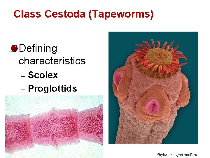 Class Cestoda (Tapeworms) l Defining characteristics Scolex – Proglottids – 21 Phylum Platyhelminthes 