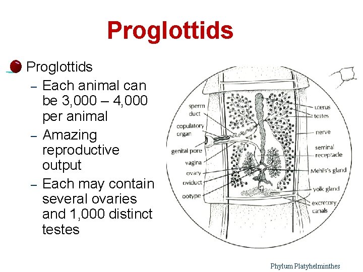 Proglottids l 22 Proglottids – Each animal can be 3, 000 – 4, 000