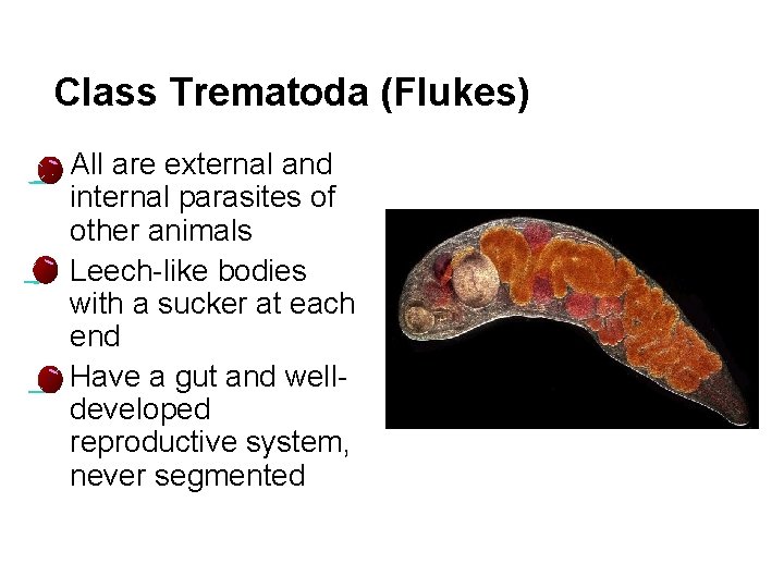 Class Trematoda (Flukes) l l l 24 All are external and internal parasites of