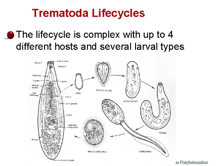 Trematoda Lifecycles l 25 The lifecycle is complex with up to 4 different hosts