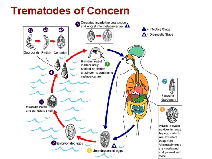 Trematodes of Concern 26 