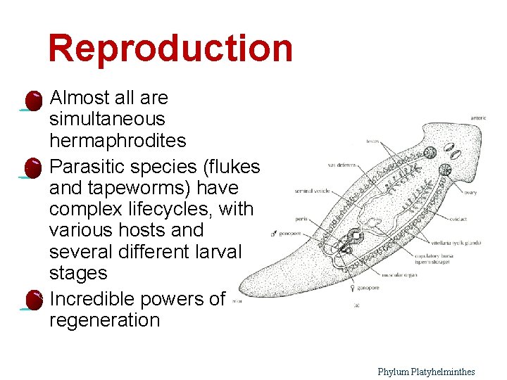 Reproduction l l l 3 Almost all are simultaneous hermaphrodites Parasitic species (flukes and