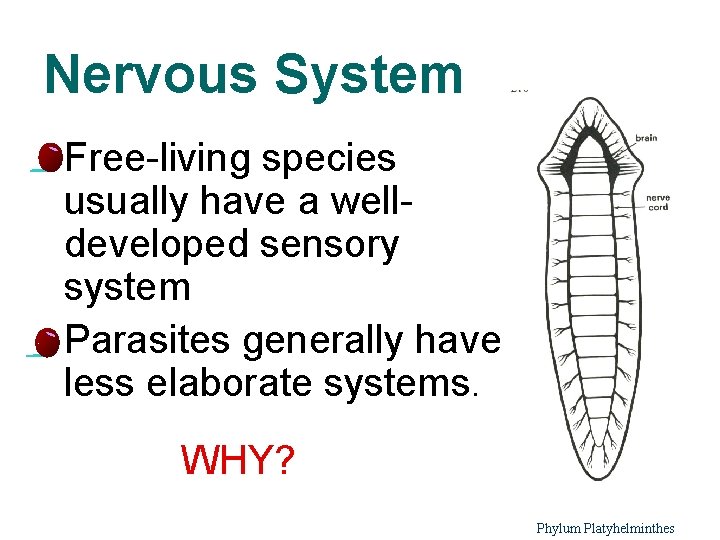 Nervous System l Free-living species usually have a welldeveloped sensory system l Parasites generally