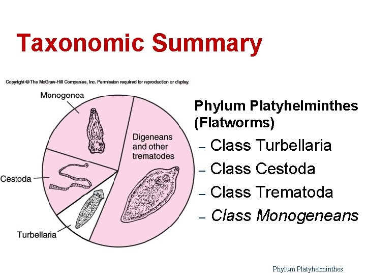 Taxonomic Summary l Phylum Platyhelminthes (Flatworms) Class Turbellaria – Class Cestoda – Class Trematoda