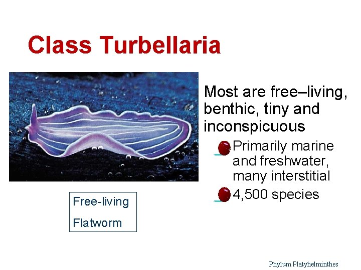 Class Turbellaria Most are free–living, benthic, tiny and inconspicuous – Free-living – Primarily marine