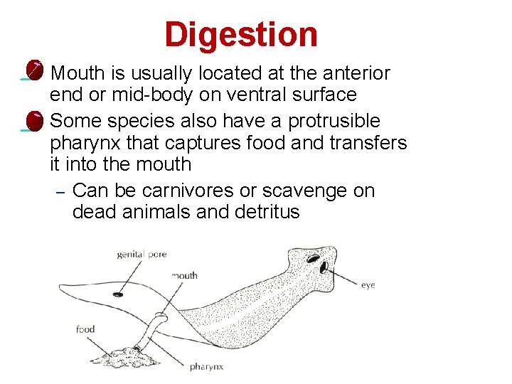 Digestion l l 8 Mouth is usually located at the anterior end or mid-body