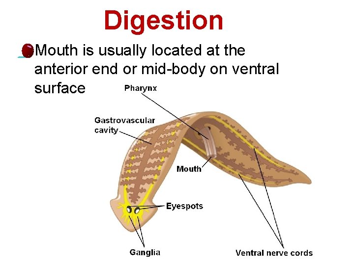 Digestion l 9 Mouth is usually located at the anterior end or mid-body on