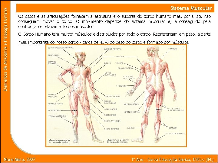 Elementos de Anatomia e Fisiologia Humana Sistema Muscular Os ossos e as articulações fornecem