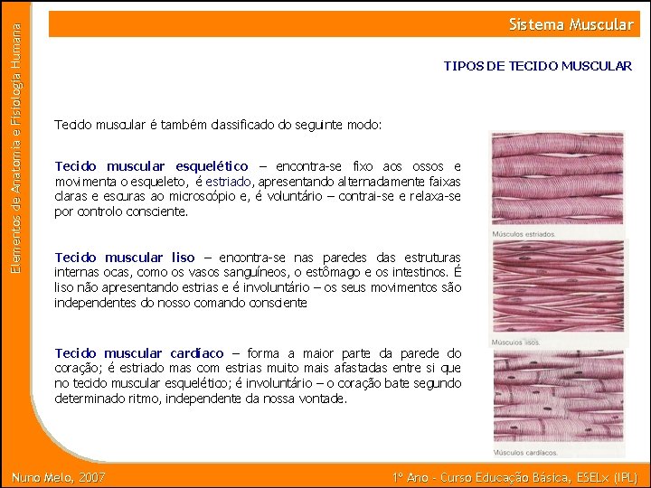 Elementos de Anatomia e Fisiologia Humana Sistema Muscular TIPOS DE TECIDO MUSCULAR Tecido muscular