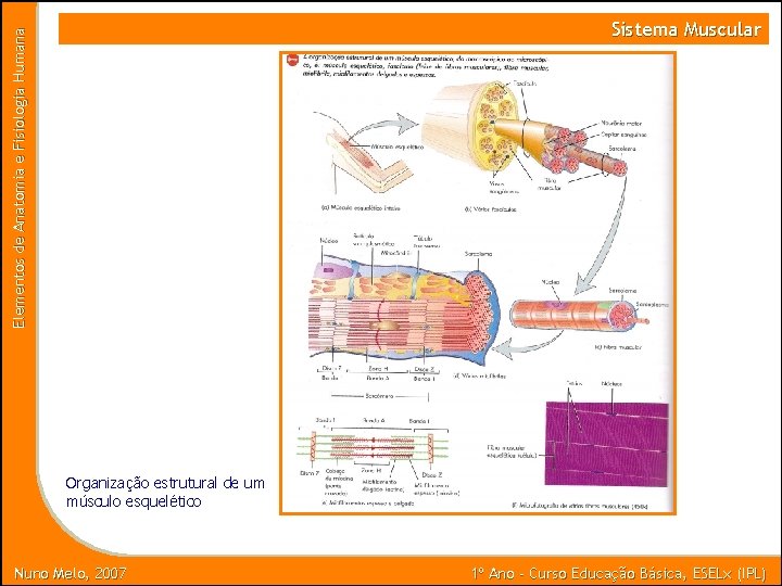 Elementos de Anatomia e Fisiologia Humana Sistema Muscular Organização estrutural de um músculo esquelético