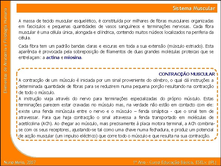 Elementos de Anatomia e Fisiologia Humana Sistema Muscular A massa de tecido muscular esquelético,