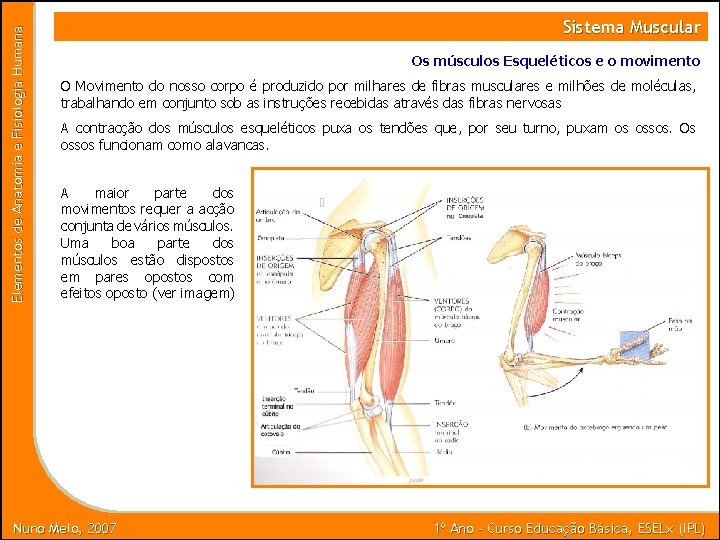 Elementos de Anatomia e Fisiologia Humana Sistema Muscular Os músculos Esqueléticos e o movimento