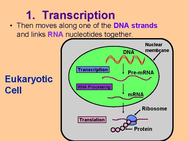 1. Transcription • Then moves along one of the DNA strands and links RNA