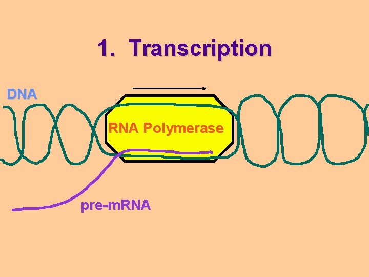 1. Transcription DNA RNA Polymerase pre-m. RNA 
